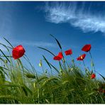 Sky-Mohn