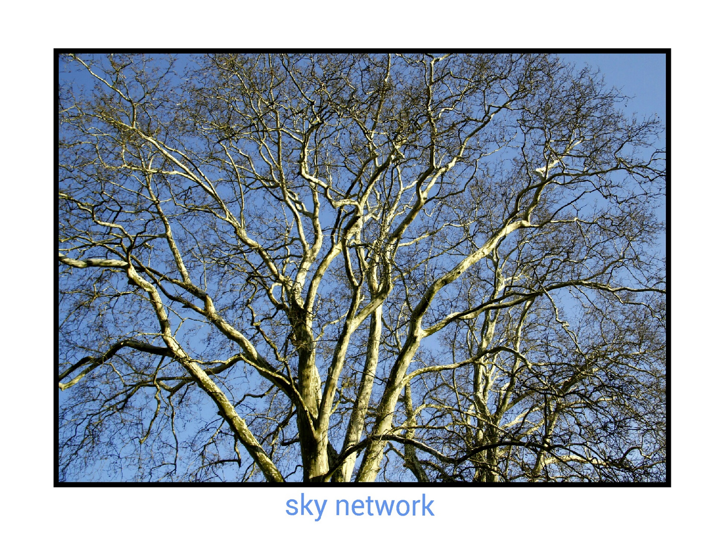 sky network