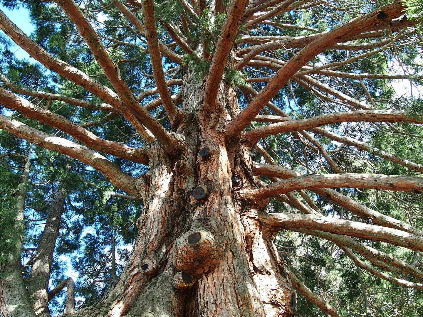 sky trough the tree