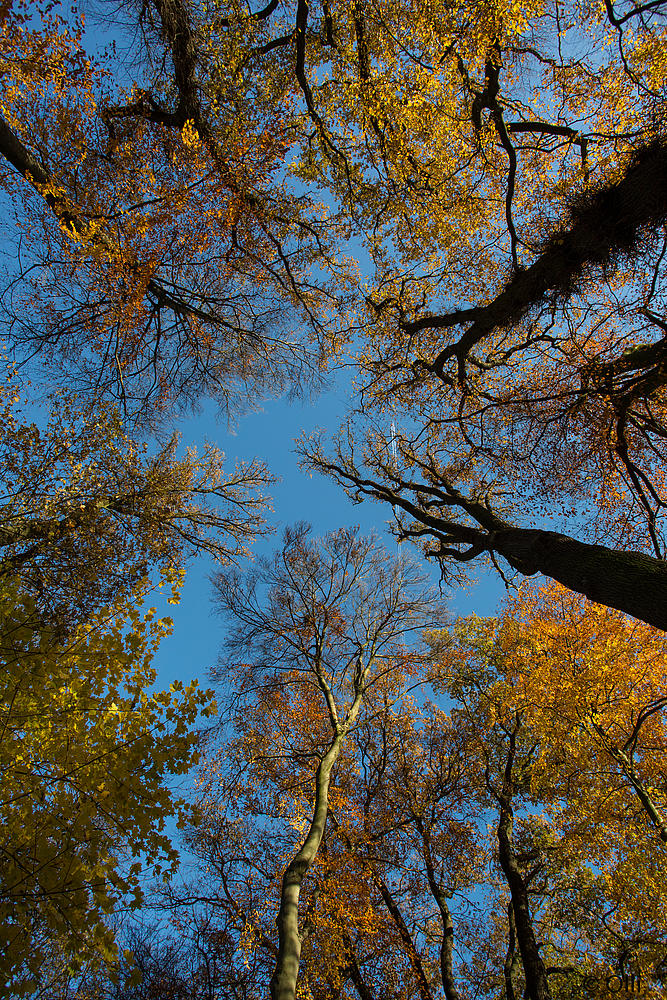 Sky view autumn