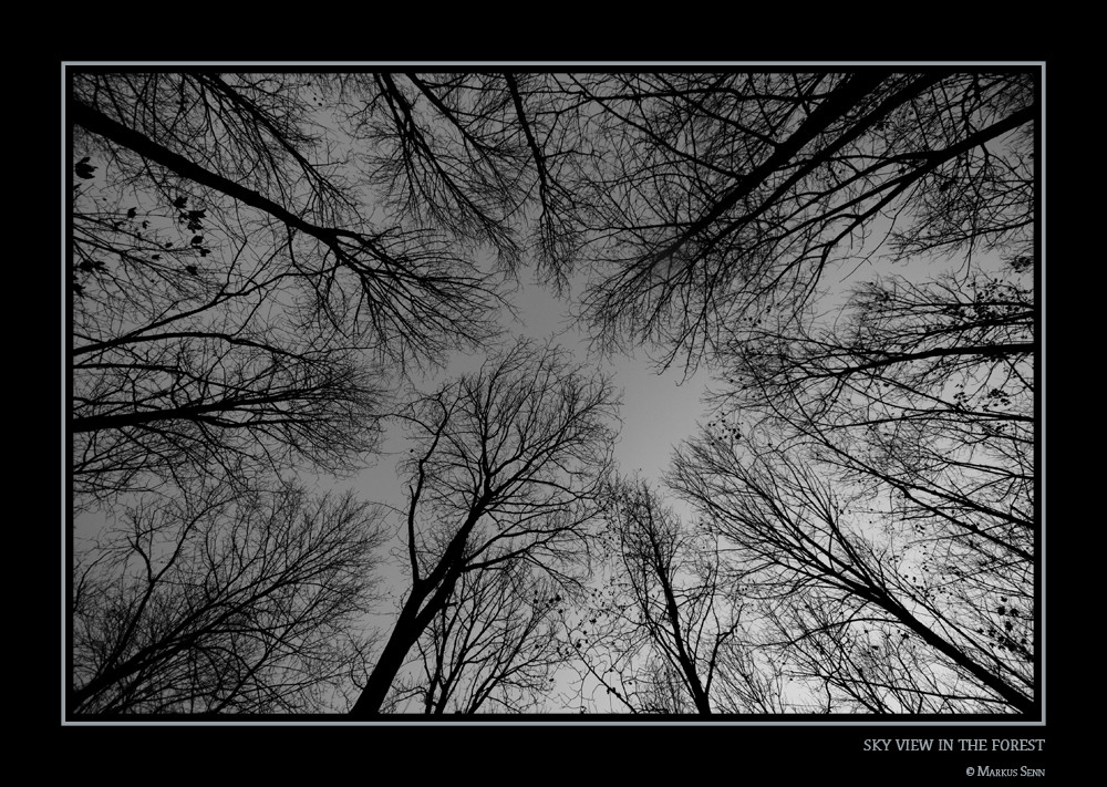 Sky view in the Forest