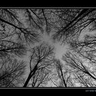 Sky view in the Forest