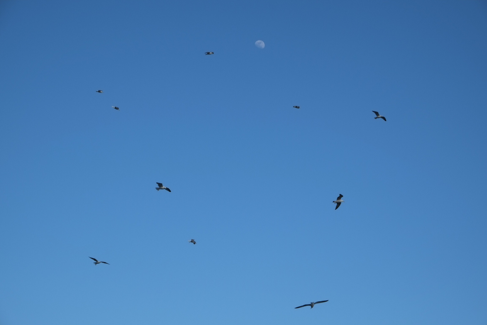 Sky with Sea Gulls