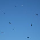 Sky with Sea Gulls