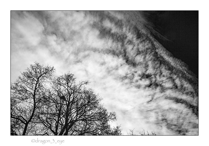 Sky With Trees 