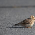 Skylark