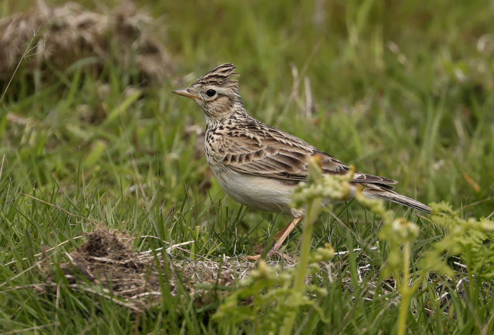 skylark