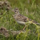 skylark