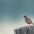 Skylark