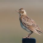 Skylark