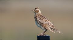 Skylark