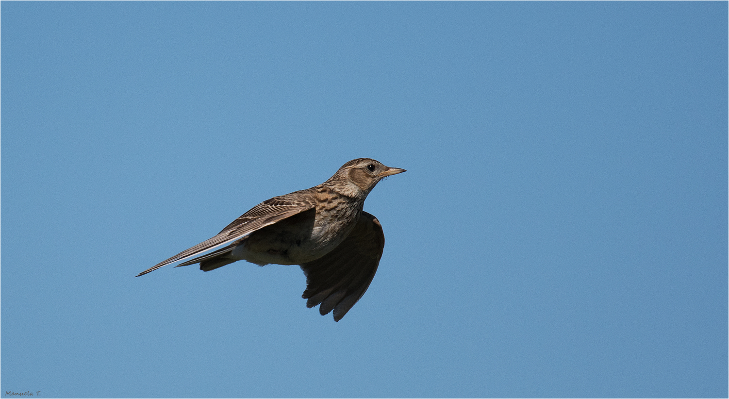 Skylark