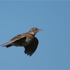 Skylark