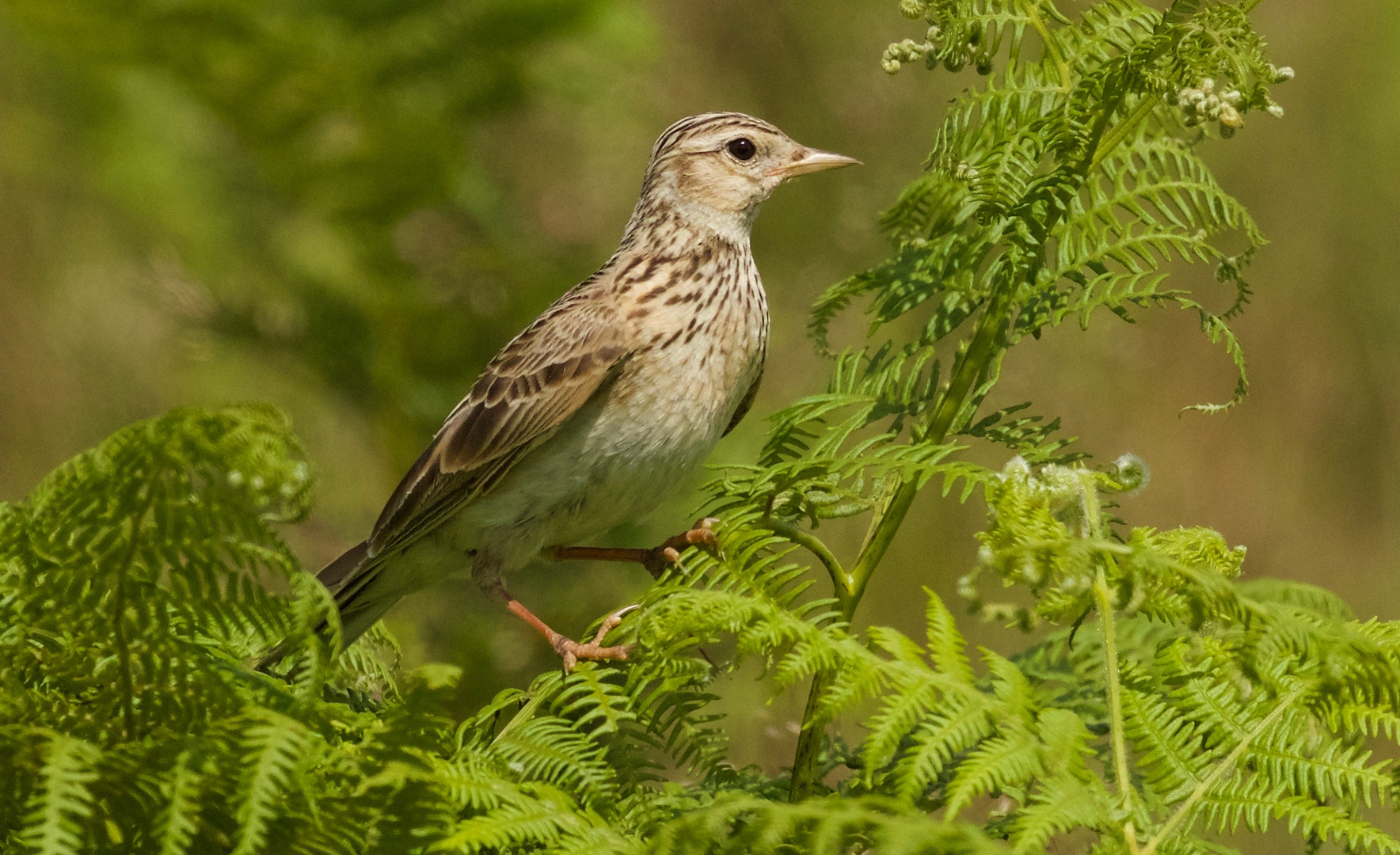 skylark