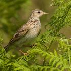 skylark