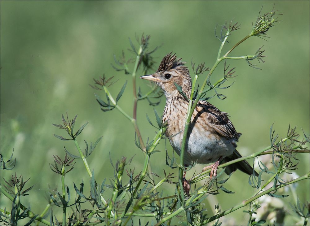 Skylark