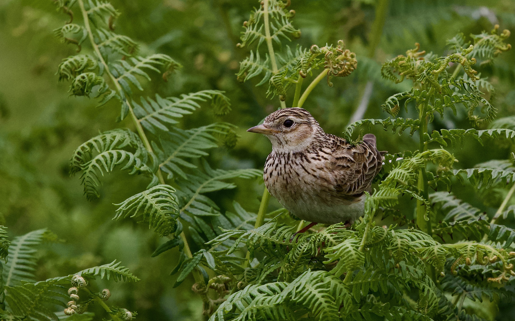 Skylark  in the Bracken 