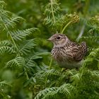 Skylark  in the Bracken 