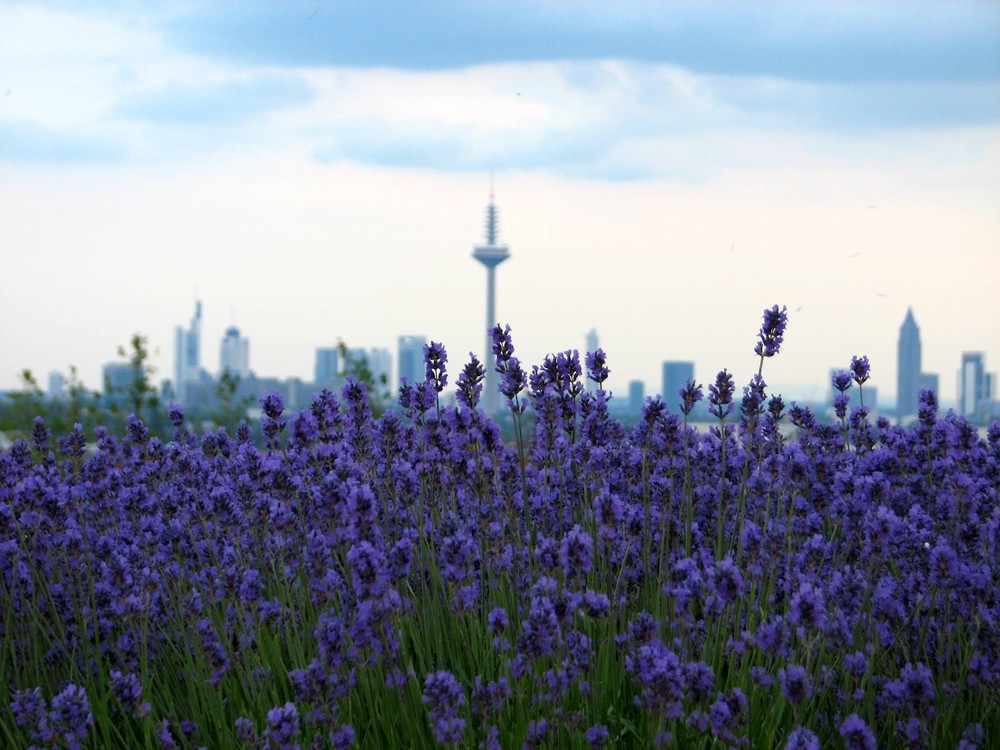 Skyline Frankfurt am Main