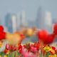 Skyline hinter Tulpen