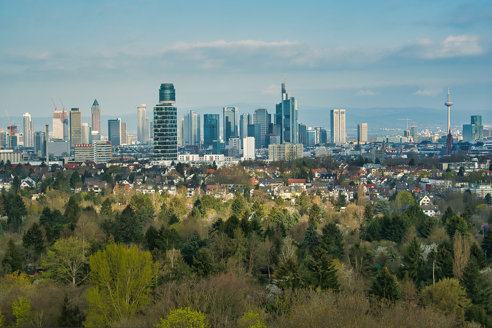 Skyline im Wald