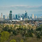 Skyline im Wald