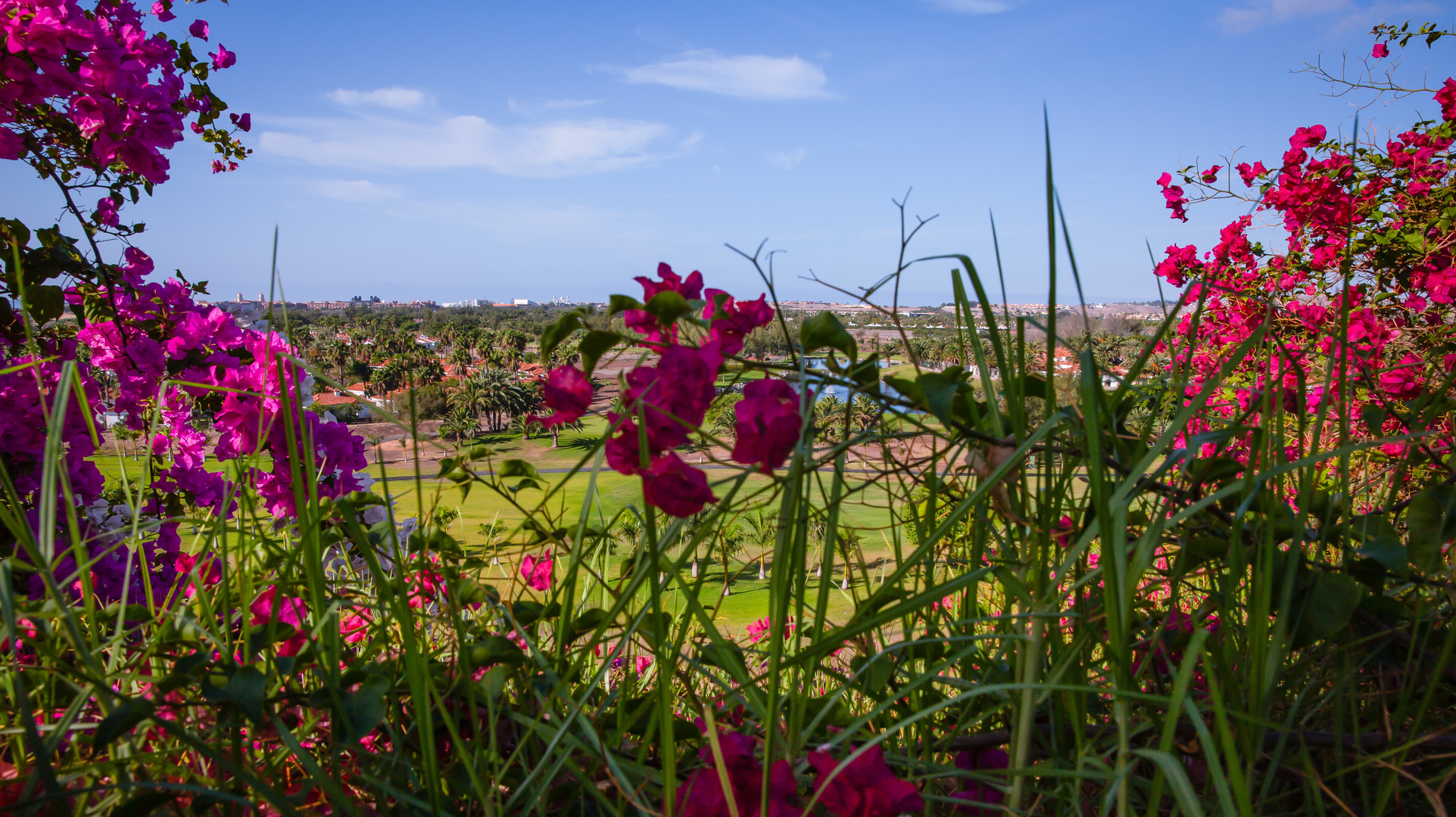 Skyline Maspalomas durch die Blumenbrille