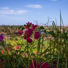 Skyline Maspalomas durch die Blumenbrille