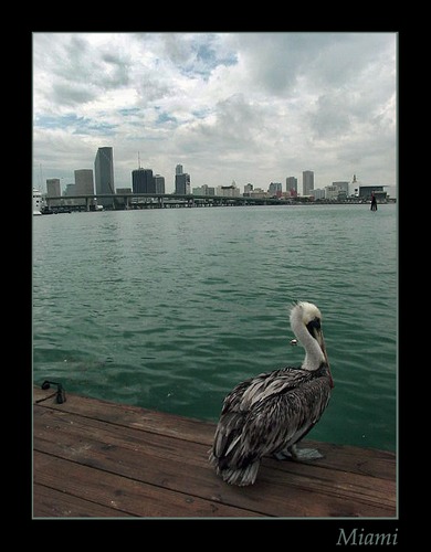 Skyline - Miami