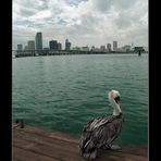 Skyline - Miami