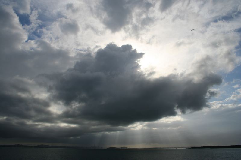 Skyline mit Kühen - Auckland