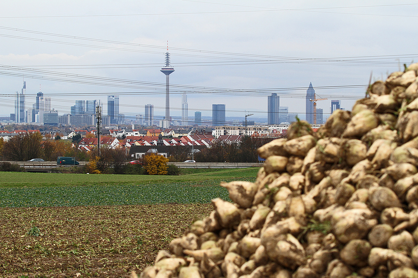 Skyline mit Zucker(rüben)guss