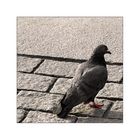 Skyline Pigeon