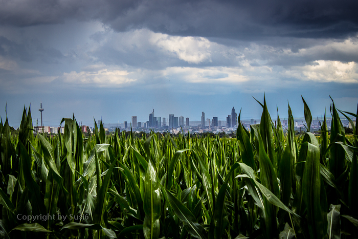 Skyline von Frankfurt