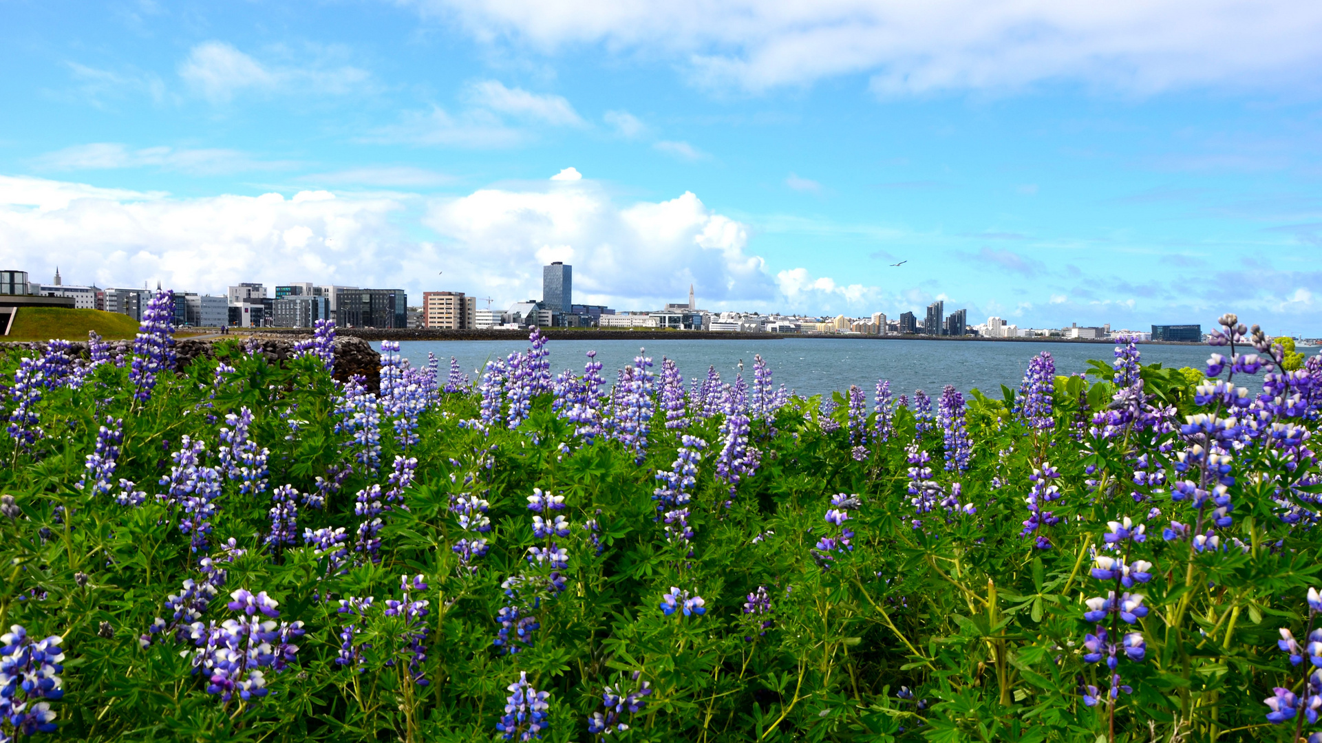 Skyline von Reykjavik