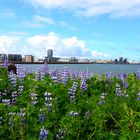 Skyline von Reykjavik