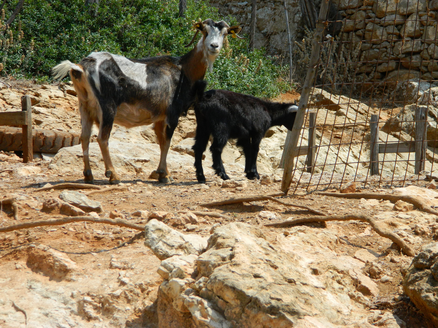 Skyros