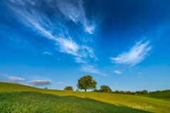 Sky:Tree