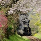 " SL-Hitoyoshi " with Cherry Blossoms !