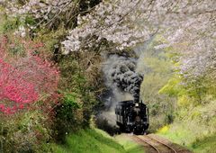 " SL-Hitoyoshi " with Cherry Blossoms !