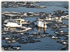 -Slalom im Treibeis auf der Weser-