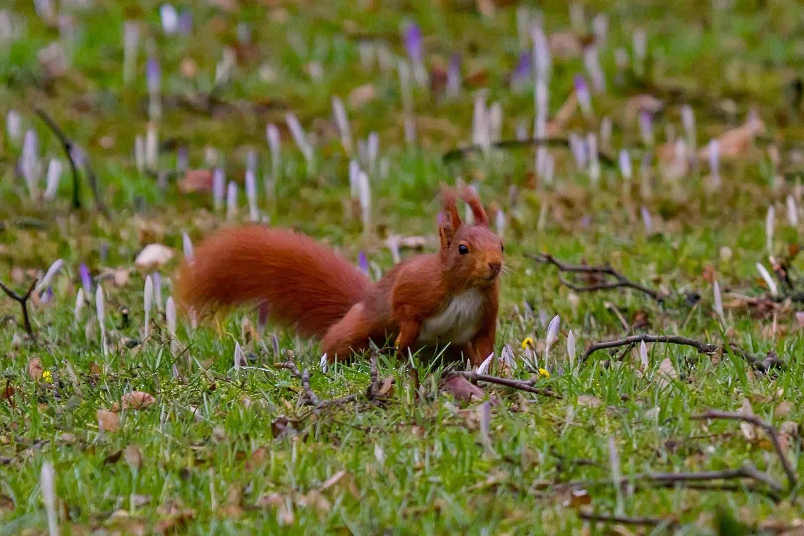 Slalomhörnchen