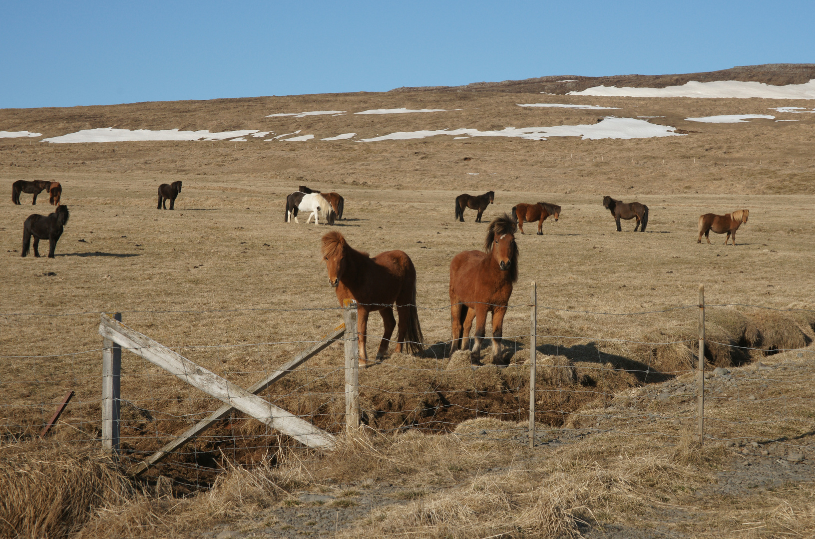 Ísland Hestar