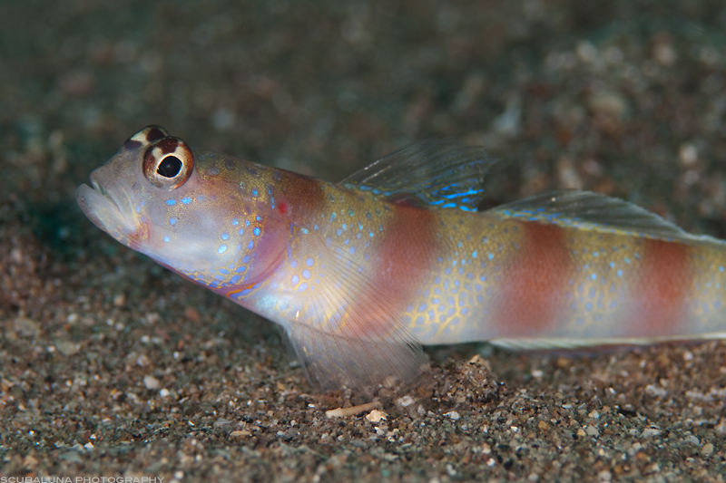 Slantbar Shrimpgoby (Amblyeleotris diagonalis)