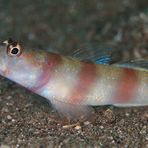 Slantbar Shrimpgoby (Amblyeleotris diagonalis)