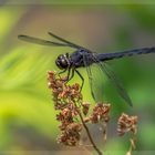  Slaty Skimmer