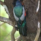 Slaty-tailed Trogon beim Nestbau