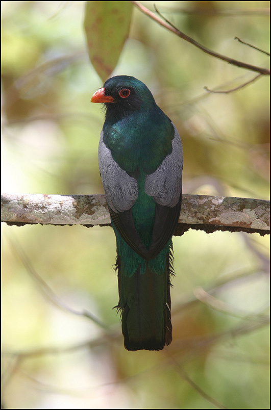 Slatytailed Trogon (Trogon massena) Foto & Bild tiere, wildlife