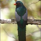 Slaty-tailed Trogon (Trogon massena)