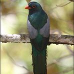 Slaty-tailed Trogon (Trogon massena)